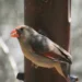 Tucson birding