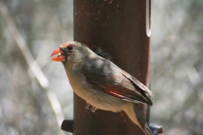 Tucson birding