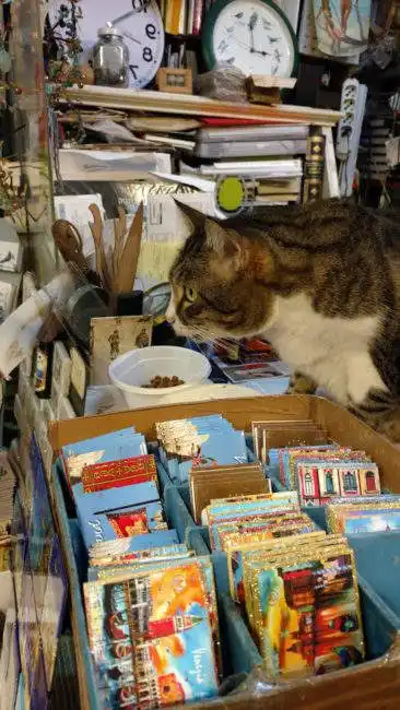 Cat in Venice bookstore