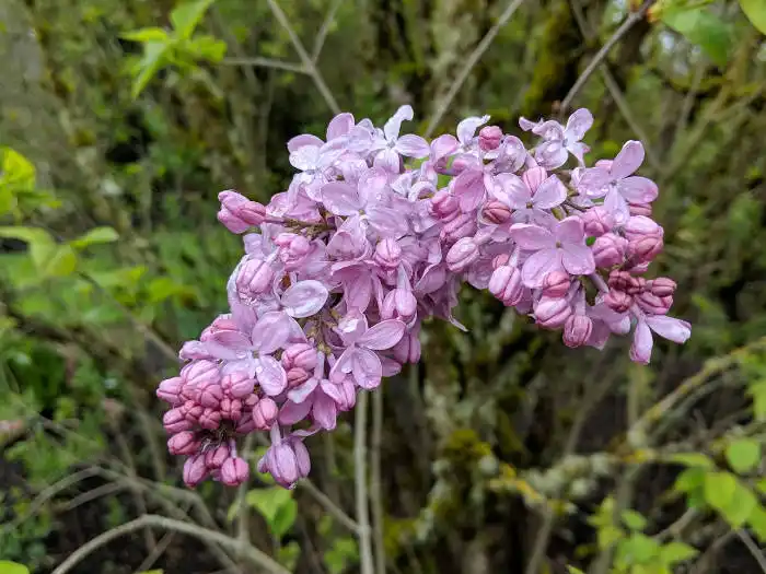 lilacs