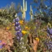 wildflowers in Arizona