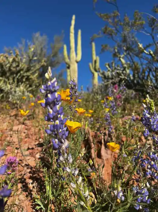 wildflowers in Arizona
