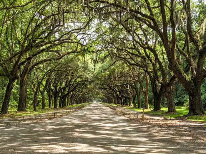 Wormsloe Entrance