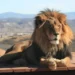Lion at Out of Africa Wildlife Park Arizona