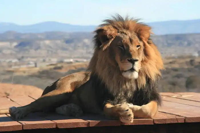 Lion at Out of Africa Wildlife Park Arizona