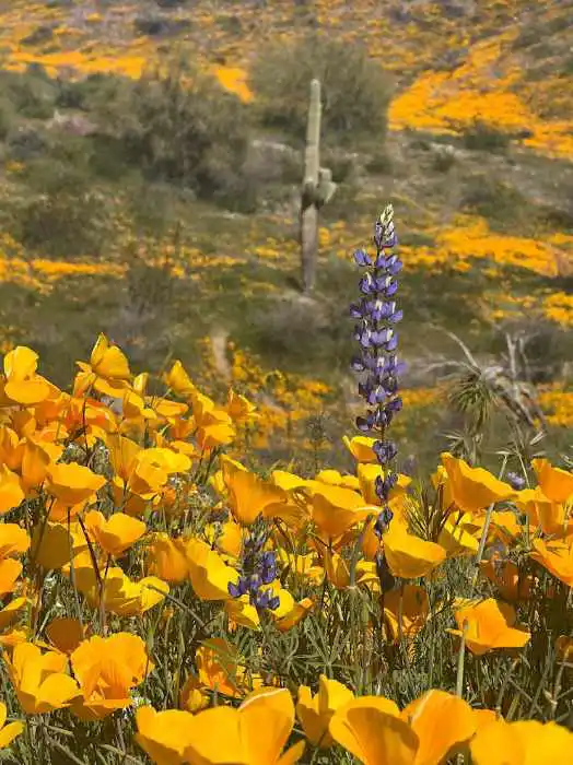 Arizona Wildflowers