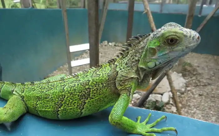 iguanas in belize