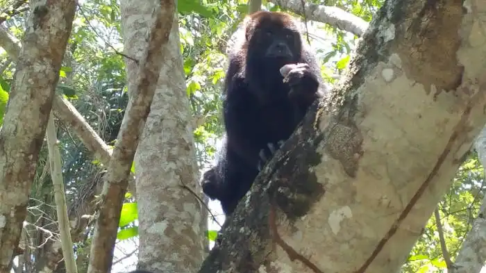 Black Howler Monkey