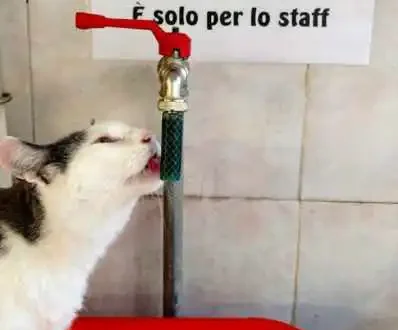 cat sanctuary in Rome