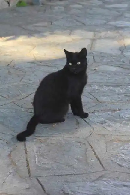 Cat in Ravello