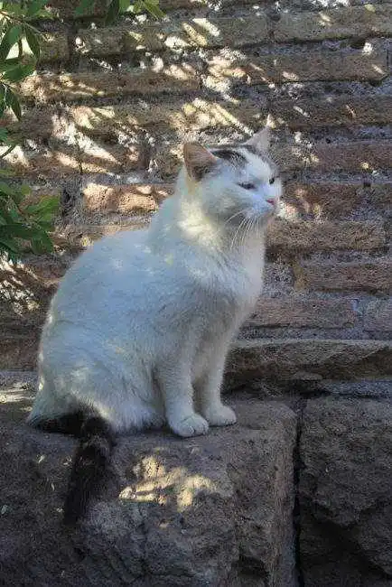 Cat in Rome