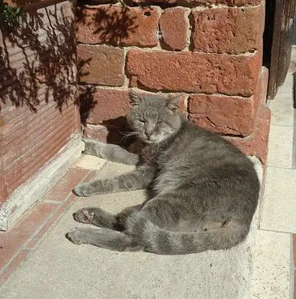 cat in Tuscany