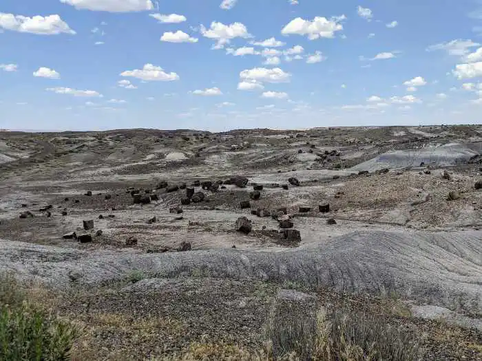 Crystal Forest Petrified National Forest Arizona