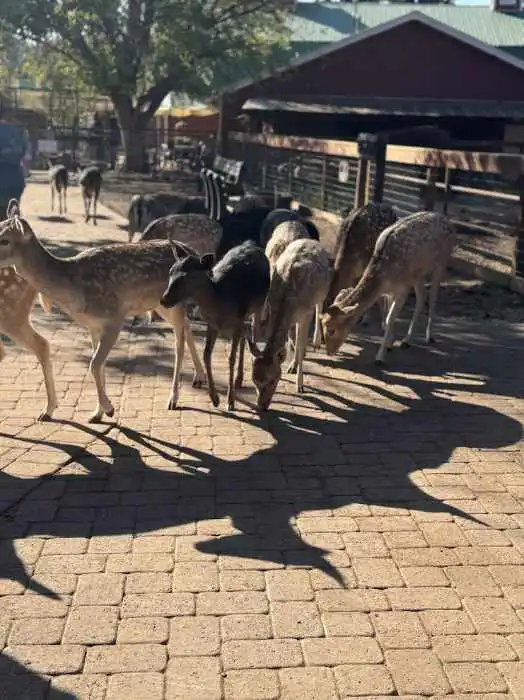 Deer Farm in Williams