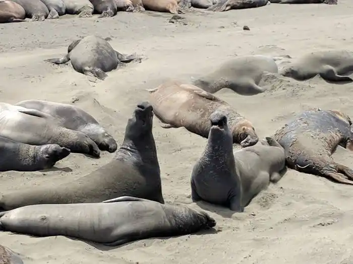 elephant seals