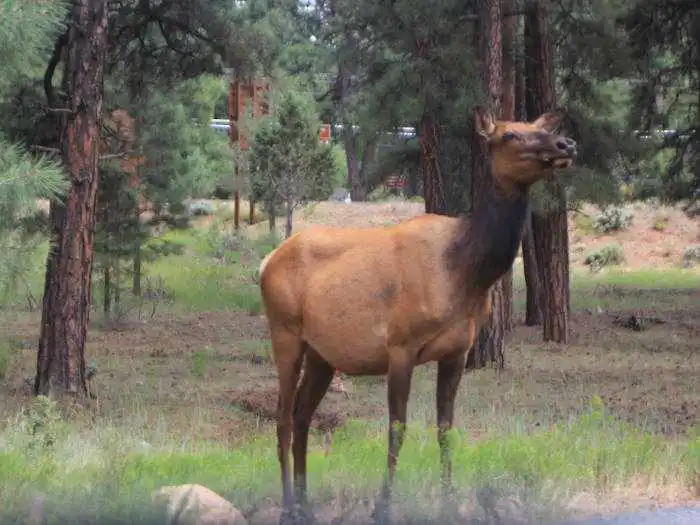 Elk at Grand Canyon