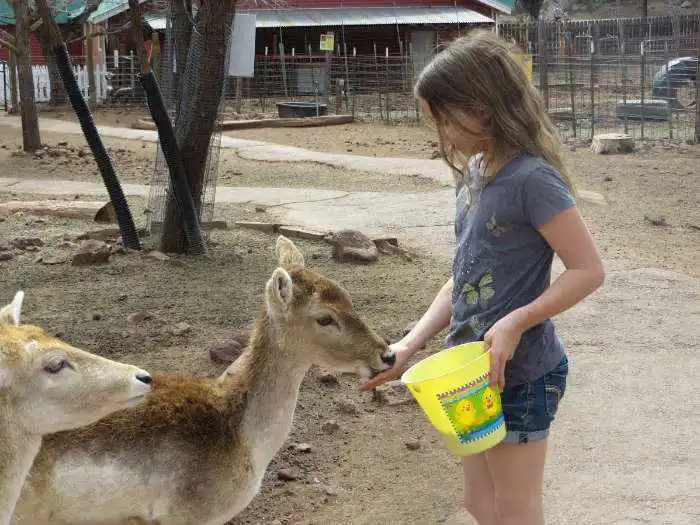 Feeding deer in Arizona