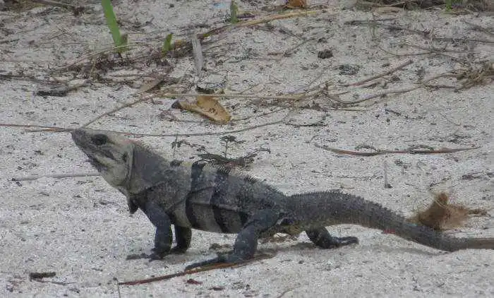 spiny iguana_Belize