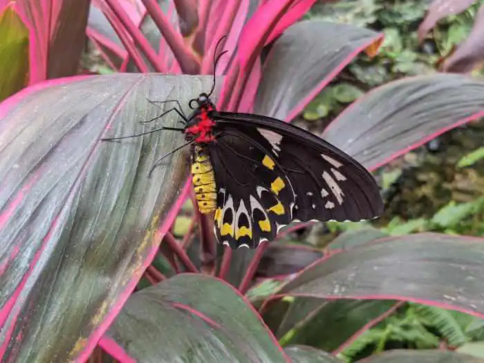 Butterfly at Key West Conservatory