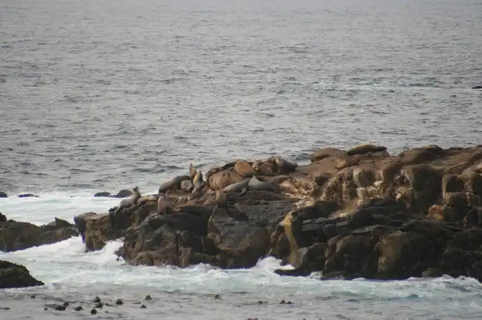 point_lobos_seal
