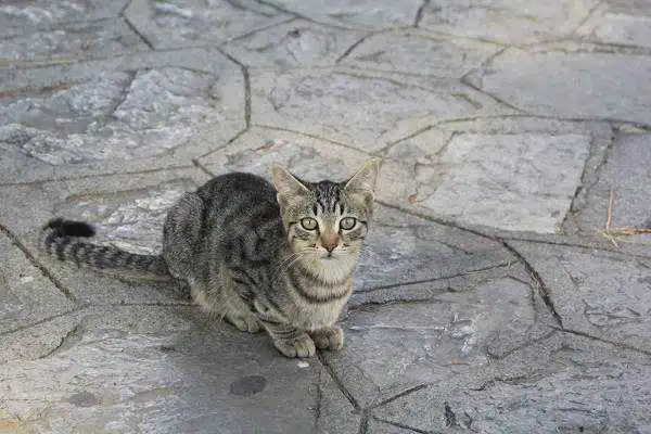 kitten in Ravello