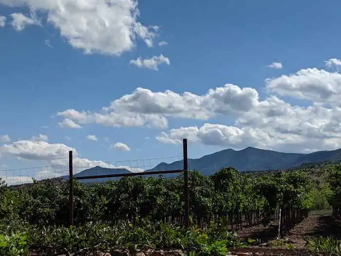 Southwest Center Vineyard az