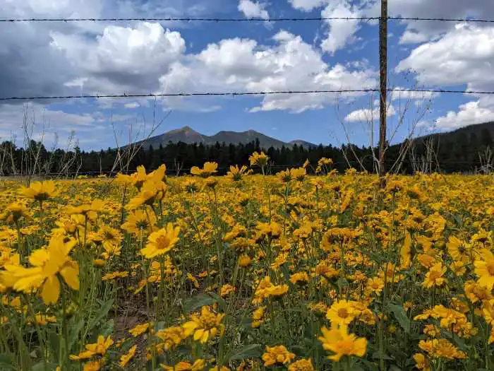 Sunflower field in Flagstaff
