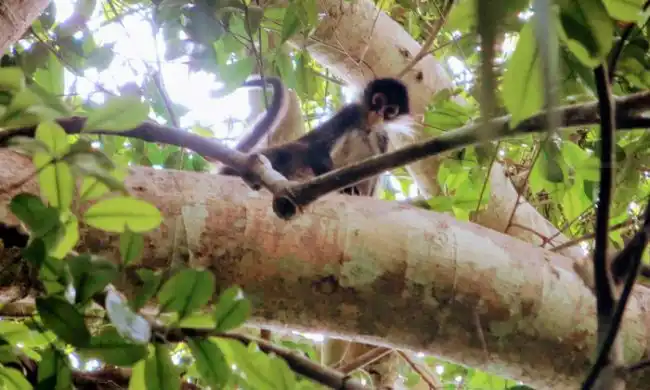 Monkey at Tikal Guatemala
