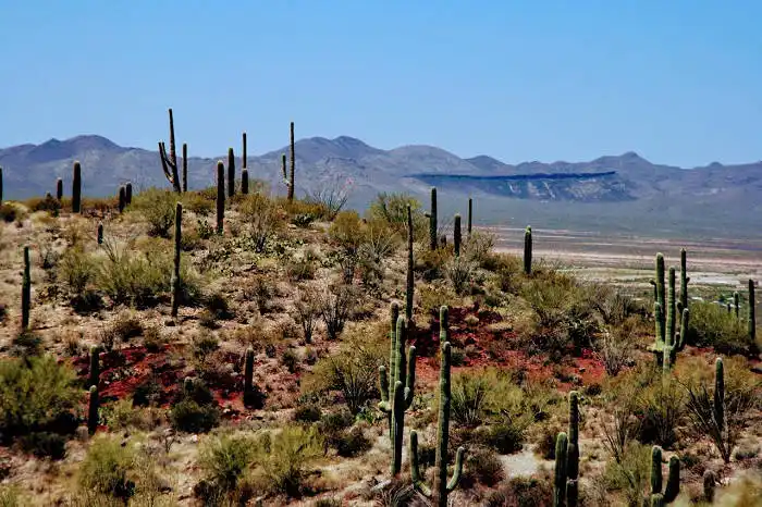 Tucson Arizona saguaros