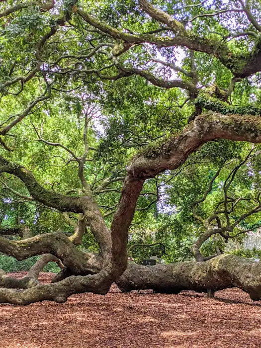 angel tree in south carolina