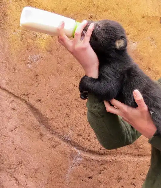 baby bear at BearArizona