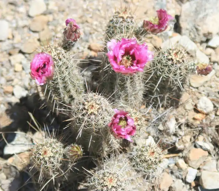 cactus in arizona