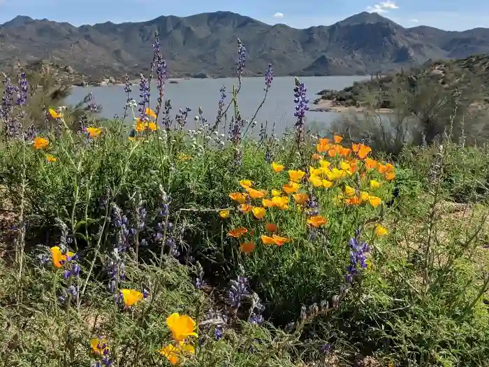 Bartlett Lake Arizona Wildflowers