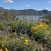 Arizona Bartlett Lake in Spring