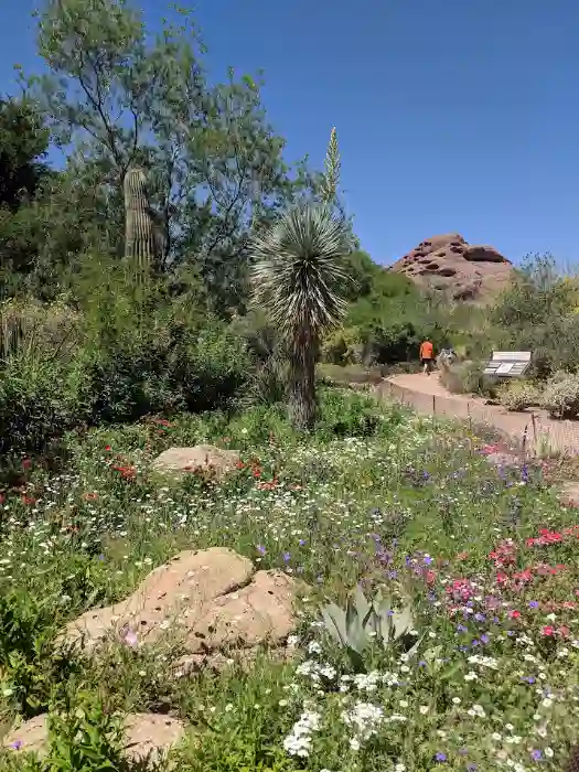 Desert Botanical Gardens Phoenix