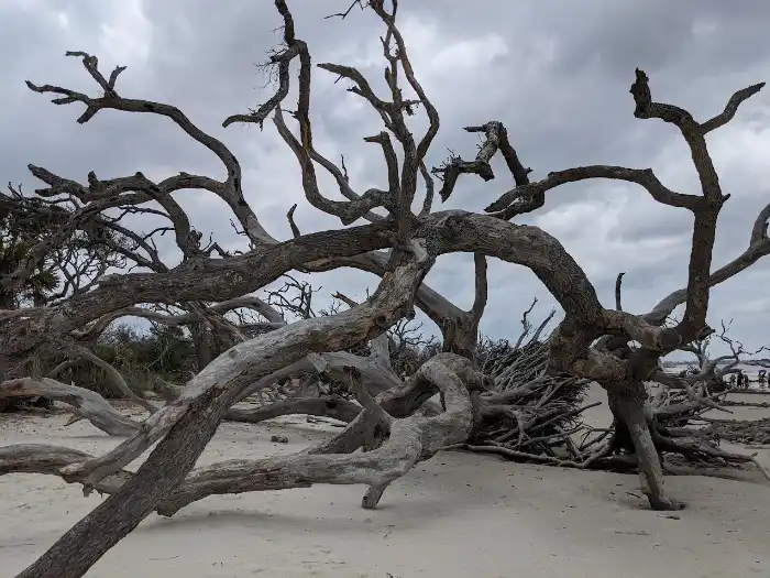 Jekyll Island Driftwood Beach in GA