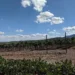 clarkdale az vineyard