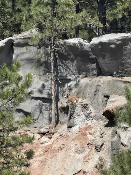 Bighorn Sheep