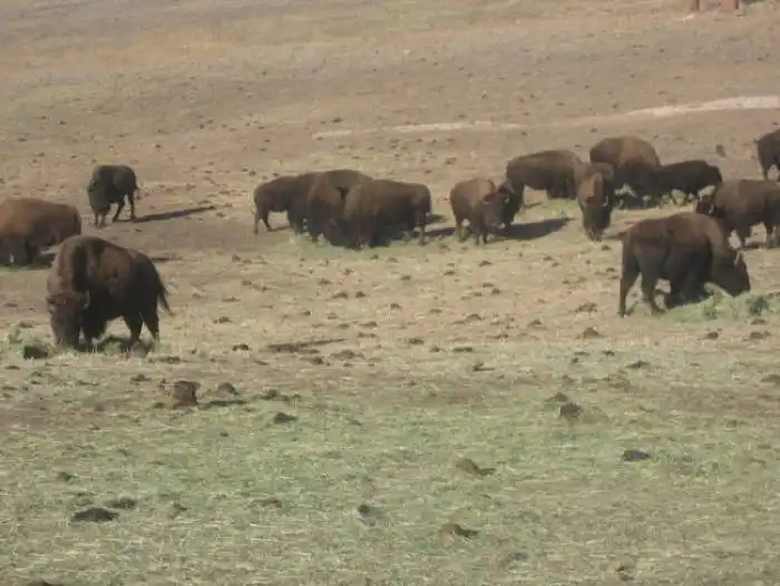 Wild Bison Colorado
