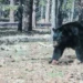 black bear at BearArizona