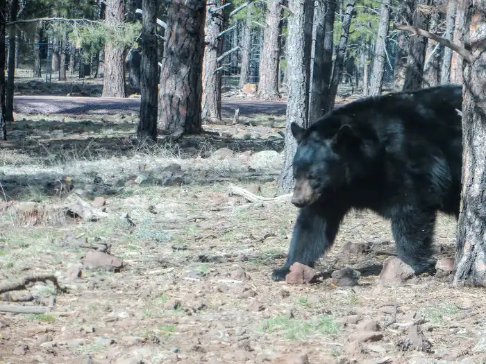 black bear at BearArizona
