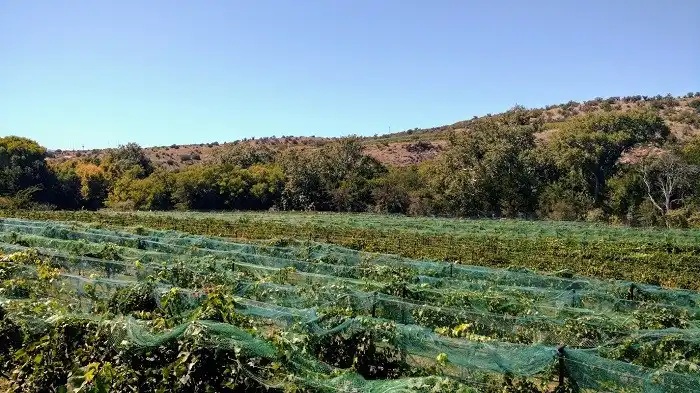 vineyard in cornville, az