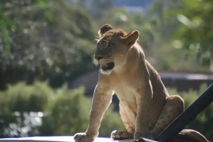 san diego wildlife park