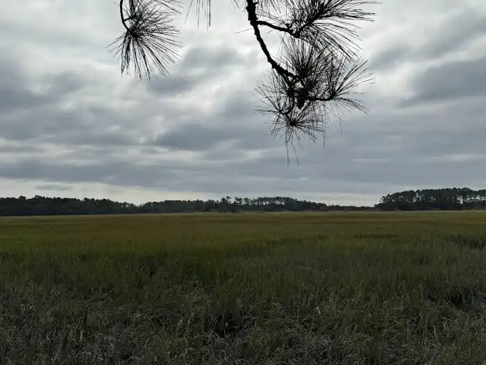 Wormsloe salt marshes