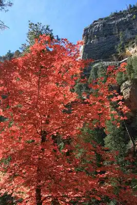 Red Leaves in Sedona Arizona