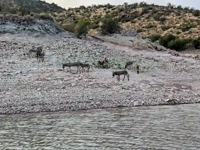 Burros at Lake Pleasant