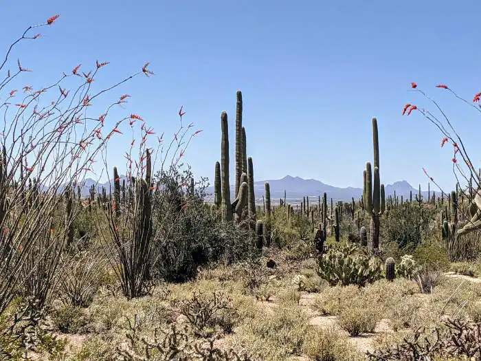 Saguaro National Park b- Bajada Loop