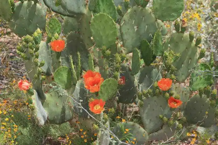 Desert in bloom Arizona