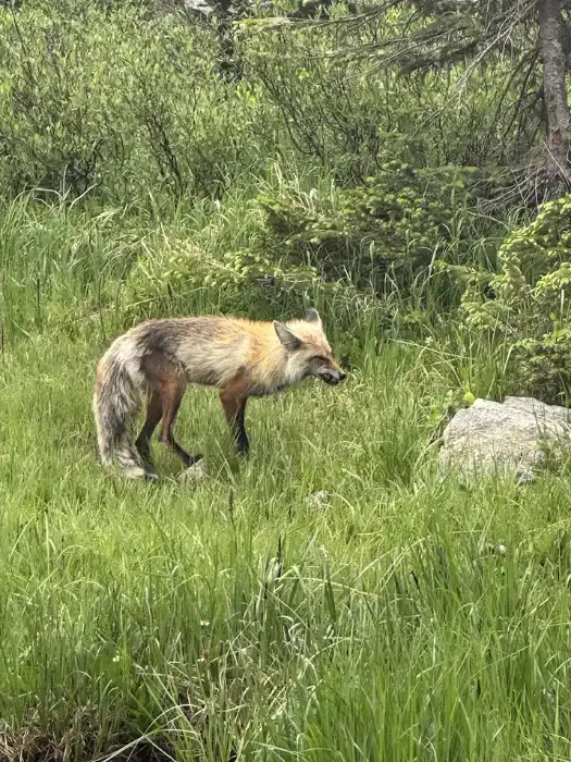 Red Fox at RMNP