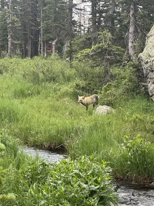 Red Fox RMNP